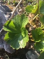 Boykinia richardsonii