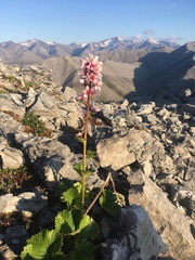 Boykinia richardsonii