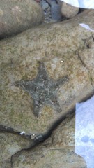 Aquilonastra coronata