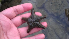 Aquilonastra coronata