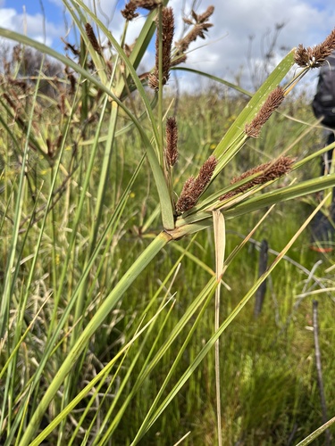 Image of Cyperus thunbergii by (c) Charleen Brunke, some rights reserved (CC BY)
