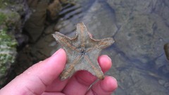 Aquilonastra coronata