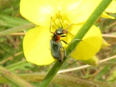 Clanoptilus marginellus