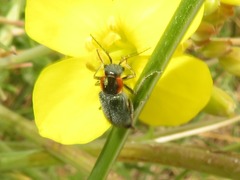 Clanoptilus marginellus