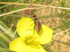 Clanoptilus marginellus