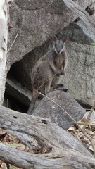 Cape York Rock-Wallaby photo 3