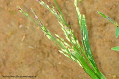 Panicum sumatrense