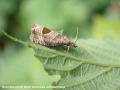 Notocelia uddmanniana