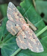 Borbacha punctipardaria