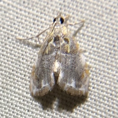 Glaphyria basiflavalis