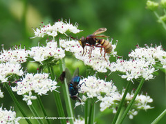 Conops vesicularis