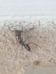 Odontomachus simillimus