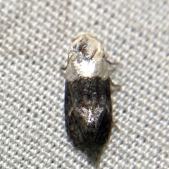 Eugnosta erigeronana