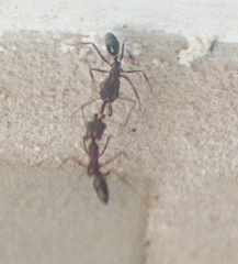 Odontomachus simillimus
