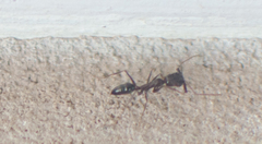 Odontomachus simillimus