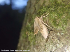 Odontopera bidentata