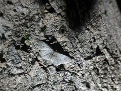 Aethalura intertexta