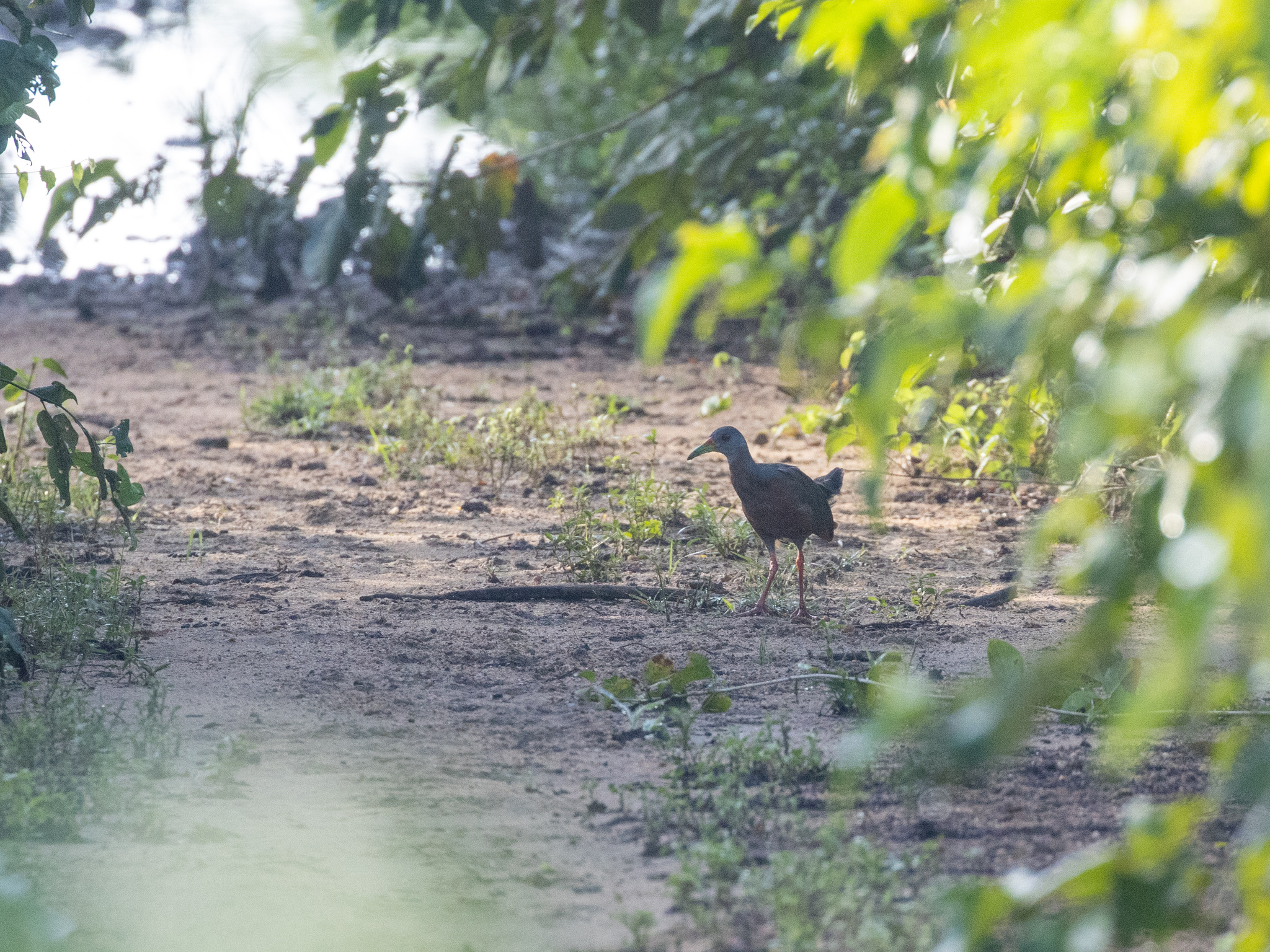 Little Wood Rail (Aramides mangle), photo 1