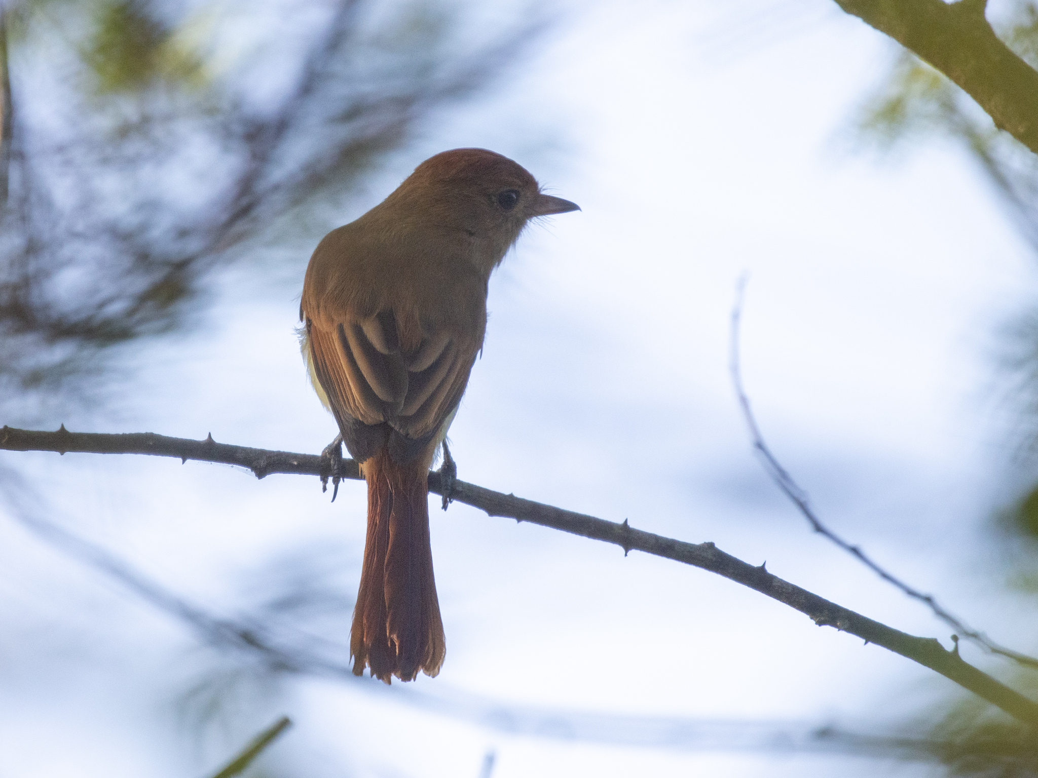 Ash-throated Casiornis (Casiornis fuscus), photo 7
