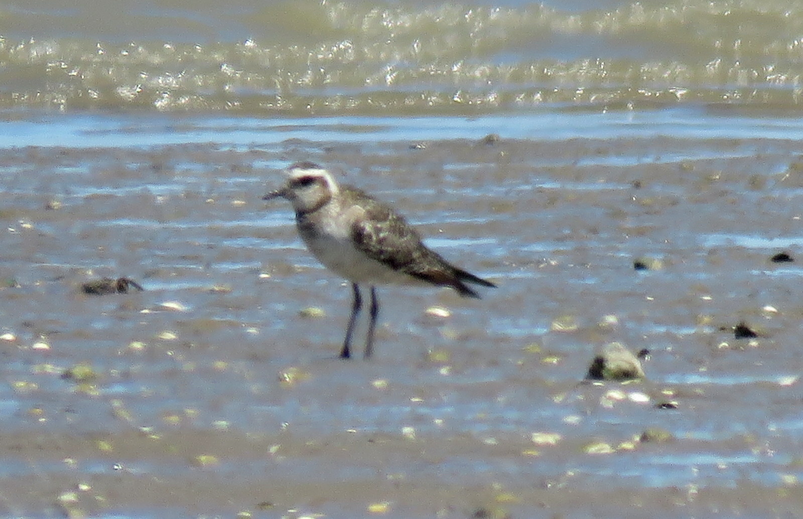 American Golden Plover