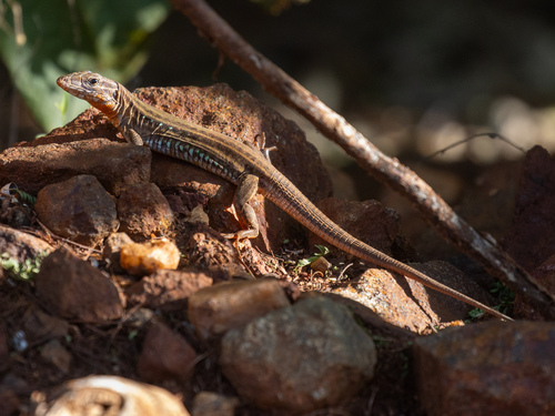 Flame-throated Whiptail, Ameivula pyrrhogularis
