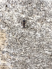 Coccinellidae