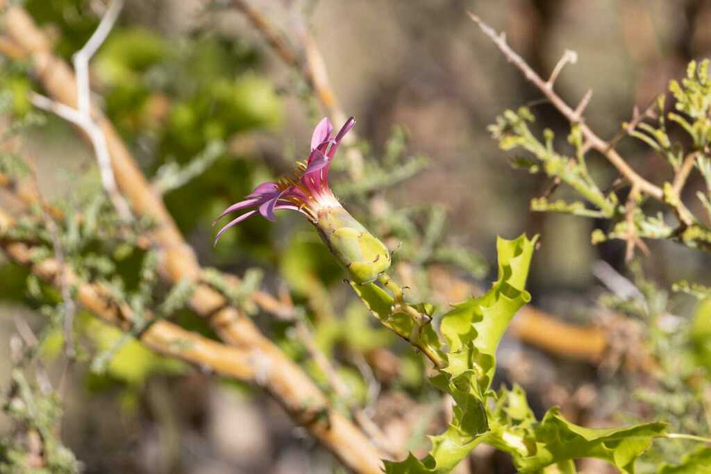 Mutisia ilicifolia; photograph (c) SebaArosZ, some rights reserved (CC BY)