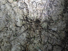 Odiellus