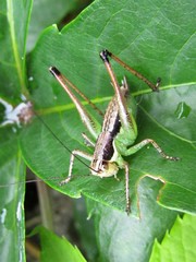 Pachytrachis gracilis