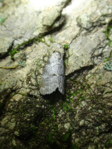 Dotted Graylet photo 4