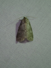 Hyperstrotia pervertens