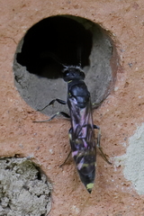 Monosapyga clavicornis