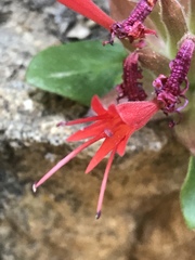 Monardella macrantha macrantha