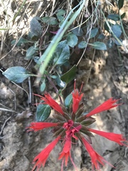 Monardella macrantha macrantha