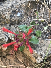 Monardella macrantha macrantha