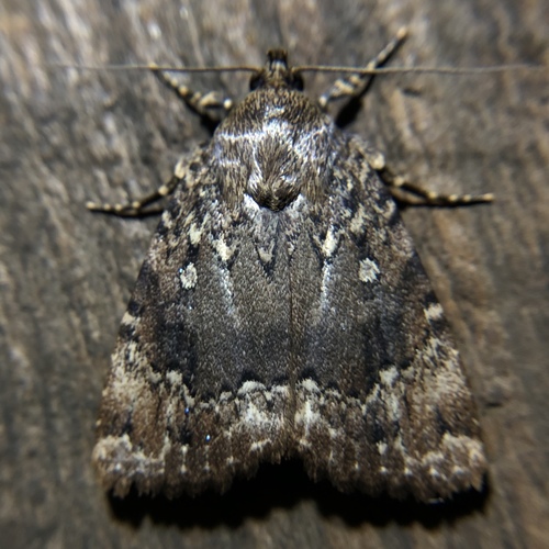 American Copper Underwing