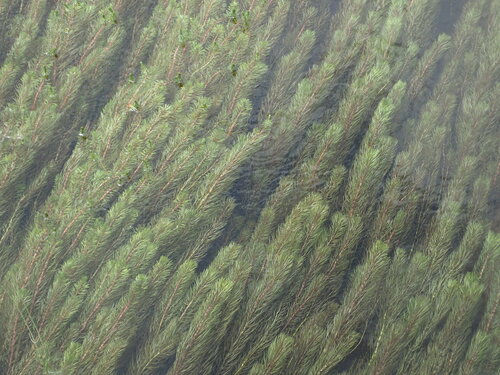 Rotala hippuris iNat (2)