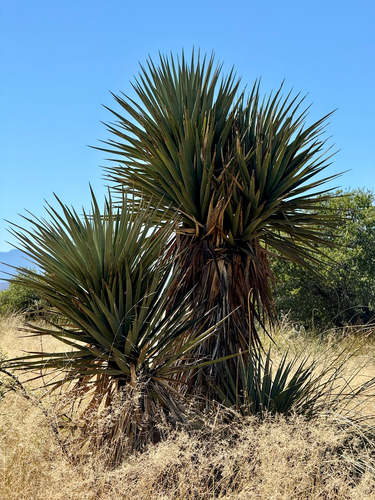 mountain yucca (Yucca madrensis)