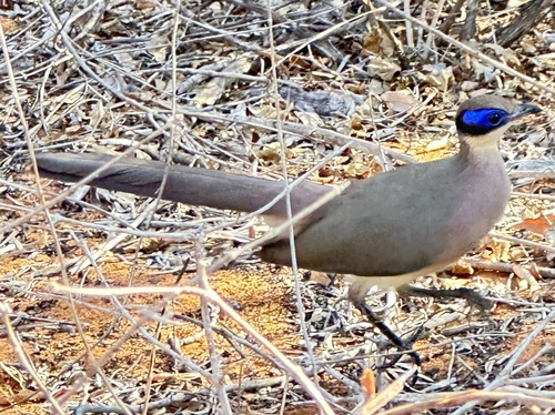 Red-capped Coua (Coua ruficeps), photo 5