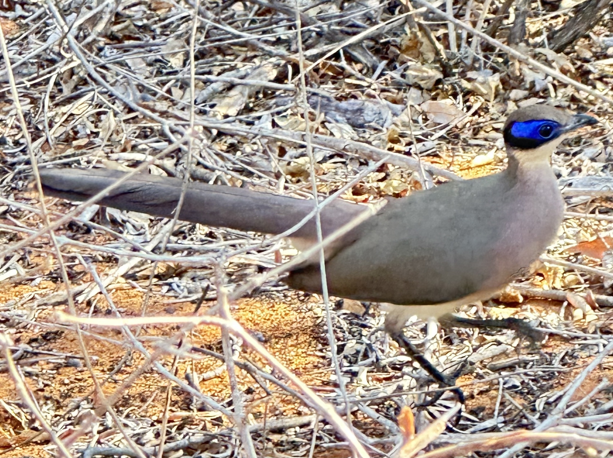 Red-capped Coua (Coua ruficeps), photo 9