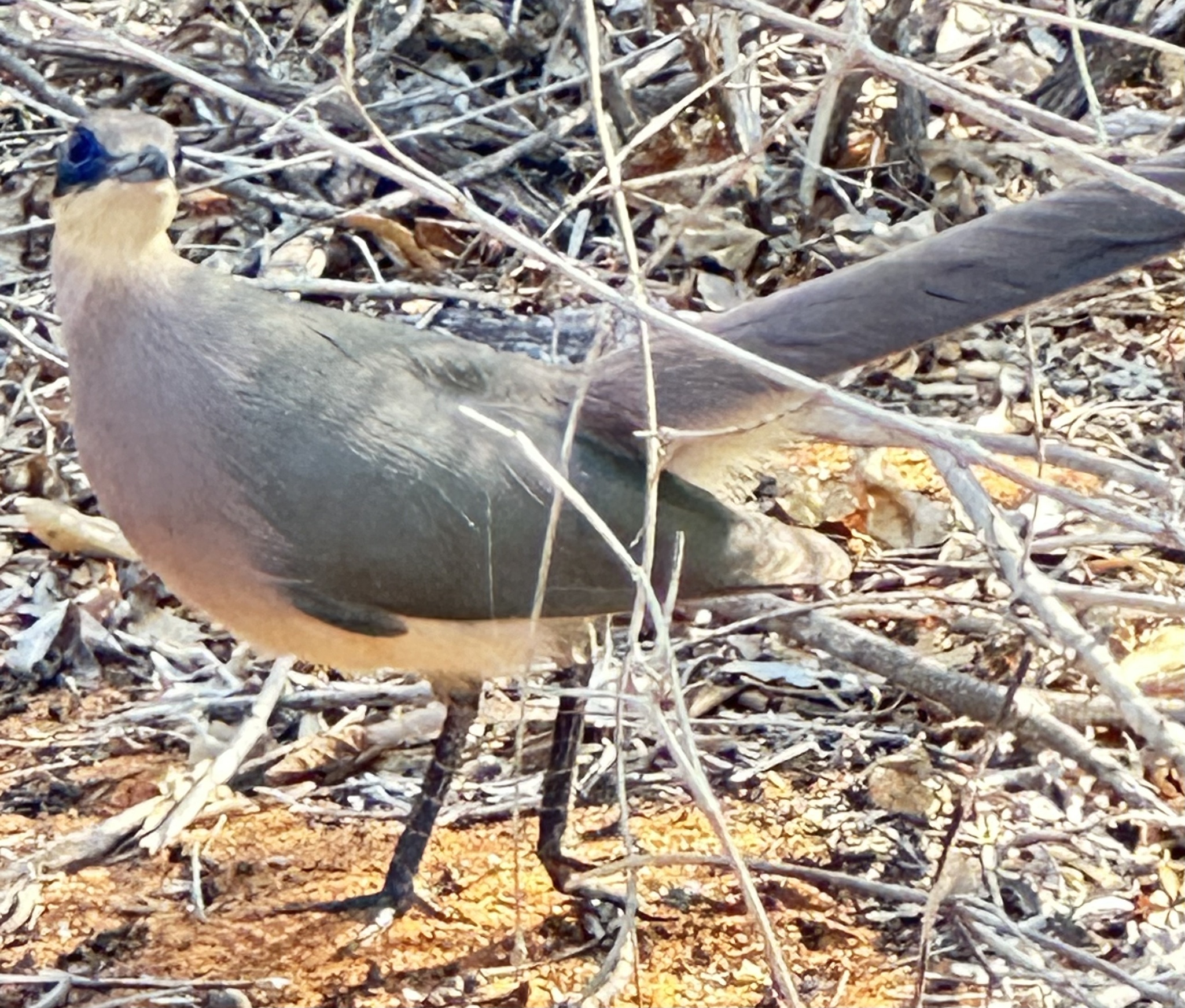 Red-capped Coua (Coua ruficeps), photo 10