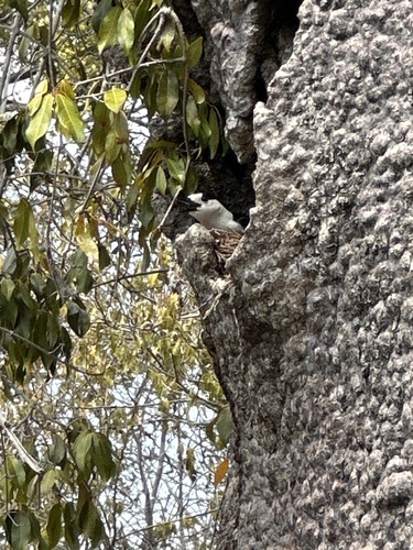 Hook-billed Vanga (Vanga curvirostris), photo 7