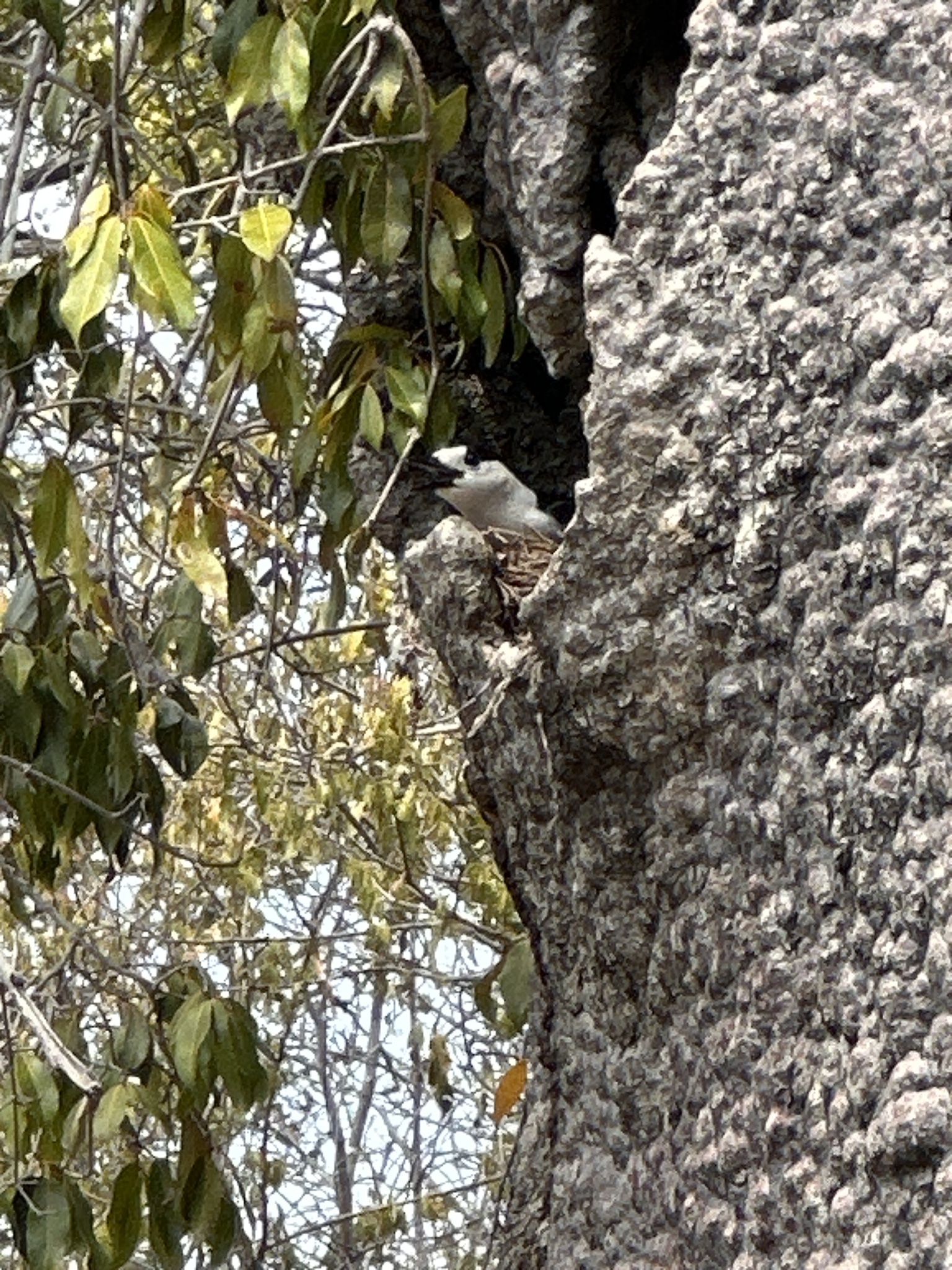 Hook-billed Vanga (Vanga curvirostris), photo 8