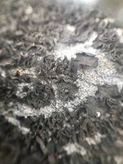 Lathagrium undulatum