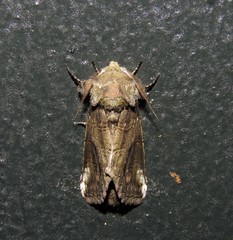 Heterocampa obliqua