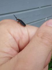 Lucidota atra