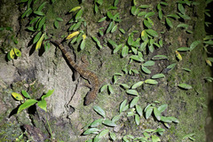 Thong Pha Phum Bent-Toed Gecko photo 2