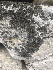 Lathagrium undulatum