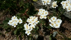 Achillea erba-rotta