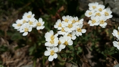Achillea erba-rotta